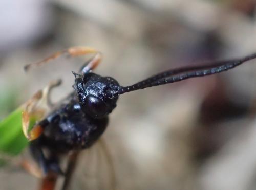 Alomya debellator